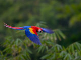 Colorful Scarlet Macaw (Ara Macao) in Flight Over Green Forest