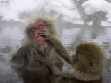 Snow Monkeys (Macaca Fuscata) Bathing in Natural Hot Springs