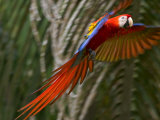 Scarlet Macaw (Ara Macao) in Flight  Preparing to Land in Palms