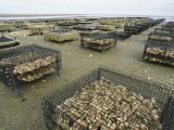 Oyster Beds Exposed at Low Tide