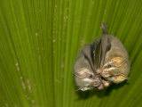Two Tent-Making Bats Huddle Together Under Palm (Artebius Watsonii)