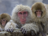 Adult and Two Young Japanese Macaques (Snow Monkeys) on Rock Ledge