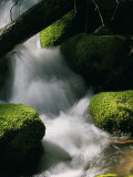 Creek Rushing Over Moss-Covered Stones
