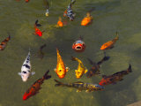 Koi Fish in a Pond