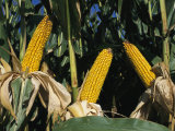 Feed Corn is Husked While on the Stalk for a Presentation