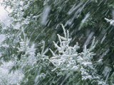 Blowing Snow During a Storm Blankets Evergreen Branches