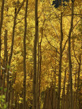 A Stand of Autumn Colored Aspen Trees