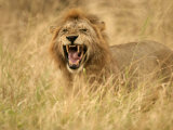 A Snarling Male African Lion in Tall Grass (Panthera Leo)