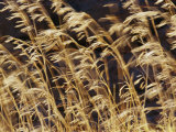 Grasses and Seedheads Swaying in a Gentle Breeze