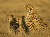 A Cheetah Mother and Her Two Cubs Sitting in Grass (Acinonyx Jubatus)