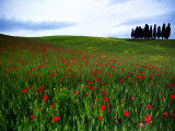 Poppies in a Wheatfield