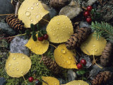 A Fall Color Mosaic of Aspen Leaves  Spruce Cones  and Berries