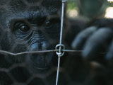 Orphaned Gorilla at Gorilla Protection Project to be Released in Wild