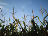 Sunlight on the Tops of Corn Plants in a Field Near Bennet