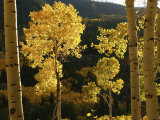 Autumn Colored Aspen Trees