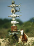 A Scimitar Horned Oryx Next to an Oil and Gas Well