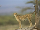 A Cheetah with Raised Tail Stands at the Base of a Tree