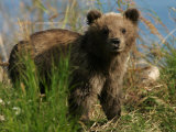 Alaskan Brown Bear Cub (Ursus Arctos) Standing in Grass