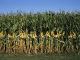 Feed Corn is Husked While on the Stalk for a Presentation