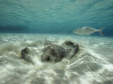 A Southern Sting Ray Burrowing into Sand as a Fish Swims Nearby