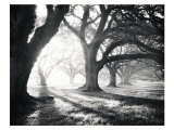 Oak Alley  Light and Shadows