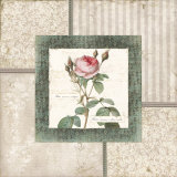 Rosa II