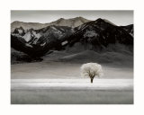 Solitary Tree
