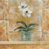 Orchid I