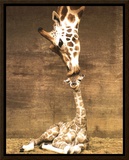 Giraffe  First Kiss