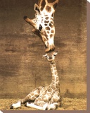 Giraffe  First Kiss