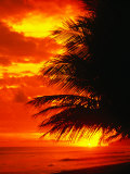 Palm Fronds Silhouetted by Sunset on the Coast  Corcovado National Park  Puntarenas  Costa Rica