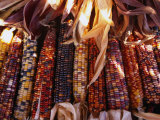 Detail of Drying Coloured Corn at Roadside Market Near Mitchell  Mitchell  USA