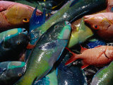 Fish Recently Caught  French Polynesia