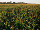 Field of Corn Near Aberdeen  Aberdeen  USA