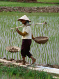 Farm Worker in Rice Paddy  Vietnam