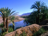 Date Palms in the Draa Valley  Draa Valley  Ouarzazate  Morocco