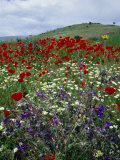 Poppies and Wildflowers on Roadside Between Konya and Antalya  Konya  Turkey