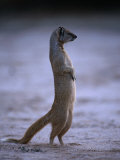 Yellow Mongoose  or Meerkat Standing on Its Hind Legs  Kgalagadi Transfrontier Park  South Africa