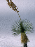 Yucca Plant  State Flower of New Mexico  White Sands National Monument  New Mexico  USA
