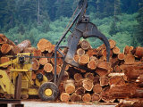 Logged Trees Being Moved at Wood Mill on Border of Redwood National Park  USA