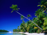 Palm Trees on Beach  Cook Islands