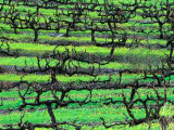Coriole Vineyard - Barossa Valley  South Australia