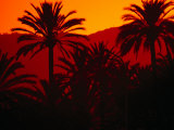 Palm Trees Silhouetted at Sunset  Palma De Mallorca  Spain