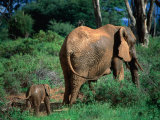 Elephants in the Etosha National Park - Otjozondjupa  Etosha National Park  Namibia