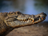 Nile Crocodile (Crocodylus Niloticus) in Profile  Paga  Ghana