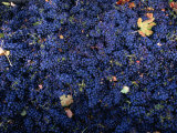Zinfandel Grape Harvest  Sonoma  California  USA