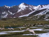 Alpaca Herd Grazing Quebrada Surapampa Valley Near Laguna Ausangatecocha  Cuzco  Peru