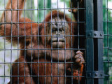 Orangutang (Pongo Pygmaeus) at Hong Kong's Zoological and Botanical Gardens  Hong Kong