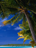 Coconut Palms on Tapuaetai Motu (One-Foot Island)  Aitutaki  Cook Islands