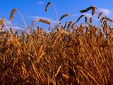 Crop of Hard Winter Red  Wheat for the Flour Mill in Lyons  South Carolina  USA
